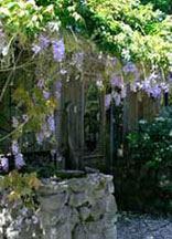 Wisteria tumble about