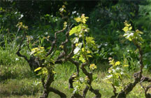 The estate's 100-year old Zinfandel vines