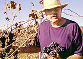 Brian selecting fruit