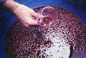 The Fermentation Process
