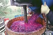 Grapes Go into the Press